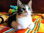 Tolles kleines Katzenmädchen MISSY ♥️ - München