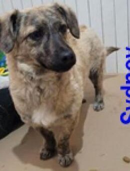 Sydney - in einem Erdloch geboren - Berlin