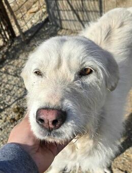 Snowy - ist wunderschön - Dreikirchen