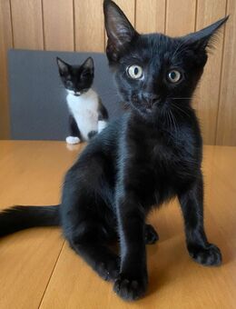 2 süße Kater abzugeben in gute Hände - Pirmasens