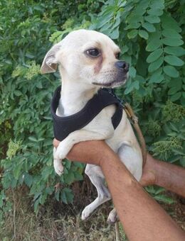 Chihuahuamix-Rüde, 2 Jahre - Kappeln (Schleswig-Holstein)