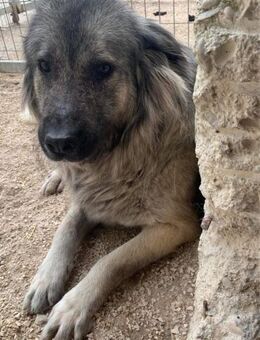 ALVIN - verschmuster Rüde sucht Liebe - Aerzen