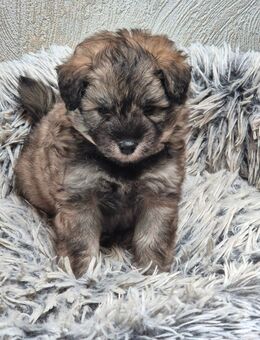 Pomskydoodle - Görgeshausen