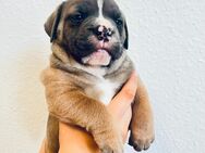 Old-english Bulldog - Magdeburg