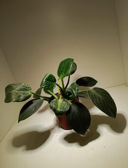 Philodendron Birkin - Rietberg