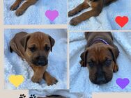 Welpen Großer Schweizer Sennenhund x Rhodesian Ridgeback - Nörvenich