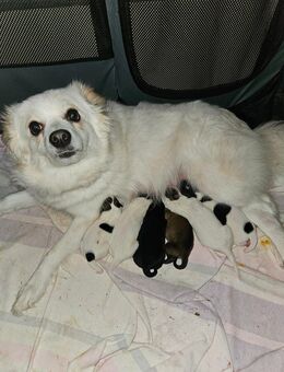 Welpe Spitz Mittelspitz Hündin Rüde - Klein Belitz