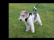 Drahthaar Foxterrier Welpe - Landesbergen