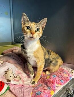 Cleopatra such ein Zuhause! - Walluf