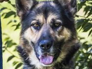 Blacky-SI, Schäferhund sucht Liebhaber! - Neustadt (Rübenberge)