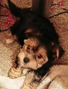 Yorkshire Chihuahua Mix - Winzer