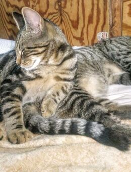 Karlchen,15 Wochen, Katerchen Maincoon Mix mit Russisch-blau - Hamburg Hamburg-Nord