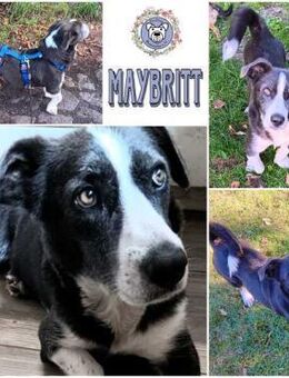 MAYBRITT * Hundedame mit Charme - Duisburg