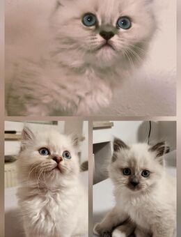 Heilige birma Kitten - Hunderdorf