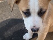 Labrador Boxer mix - Isernhagen