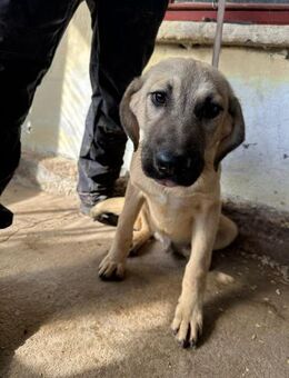 Benji soll nicht chancenlos bleiben - Greiz