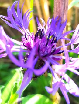 Samen BERG-FLOCKENBLUME (Centaurea Montana) heimische Wildstaude Naturgarten - Konstanz