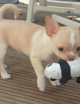 Zuckersüßer kurzhaar Chihuahua Rüde sucht ein schönes Zuhause - Schulzendorf