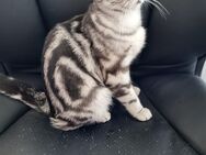 BKH KATZE 1,5 JAHRE silver tabby - Gladbeck