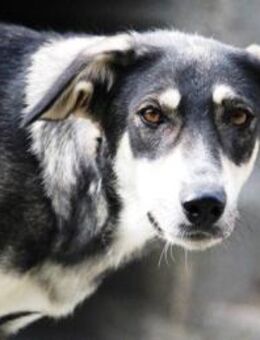 Unser Dariel: Sanfte Seele auf 4 Pfoten - Karben