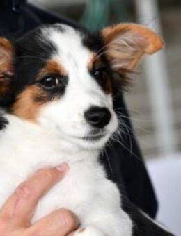 Luigi wünscht sich eigenes Zuhause - Neuss