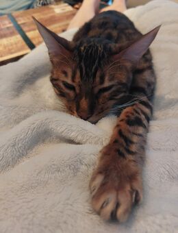 Bengalkatzen - Kalletal