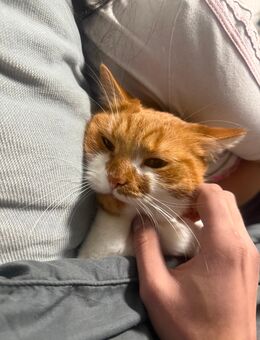 2 Kater 2 Jahre alt - Lünen