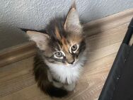 Main Coon Kitten - Hattersheim (Main)