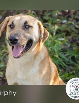 Murphy: Wirbelwind sucht ein Zuhause - Kirchzell