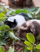 Meerschweinchen aus artgerechter Außenhaltung in 44339