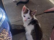 Kater kitten 12 Wochen Alt - Gumtow