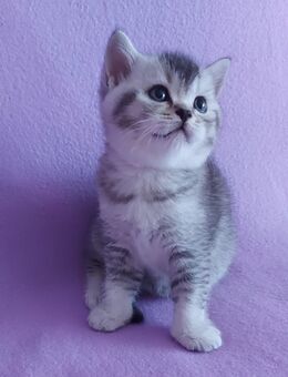 Britisch Kurzhaar Kitten - Waghäusel
