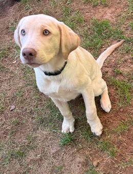 Reinrassiges Labrador mit Ahnentafel gelb Abgabebereit - Bad Wildungen