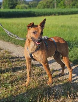 Deine neue Gefährtin - Dillingen (Donau)