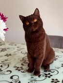 BKH Deckkater in Chocolate/Brown in 50769