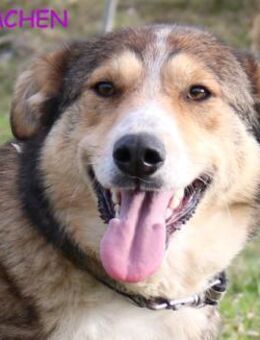 Blümchen - das schöne Hundemädchen - Kissing