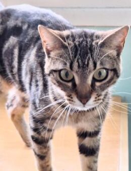 Sanfte, freundliche Katze Marta - Karlsruhe