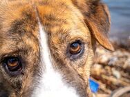 entsp. Bowie sucht dringend Pflegest. - Berlin