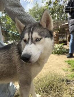 Monata, ein Traumhund für Huskyfans - Köln
