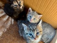 BKH Mix Kitten - Starkenberg