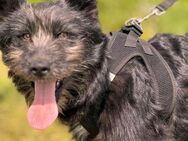 Waiko sucht ein warmes Körbchen - Berlin
