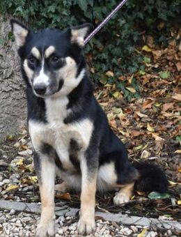 Vanessza - Menschen mit Zeit gesucht! - Süderbrarup