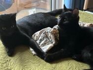 2 Schmusekitten suchen Kuschelplatz - Esslingen (Neckar)