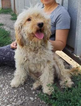 Hübsche Hundedame Malina - Berlin