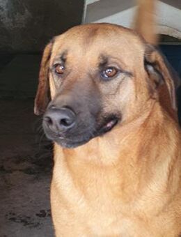 Alex 💙💙💙 Wer gibt ihm Sicherheit ? - Bad Karlshafen