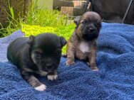 Chihuahua Welpen Langhaar Ahnentafel - Herschbroich