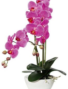Kunstpflanze Orchidee Orchidee, Creativ green, Höhe 50 cm