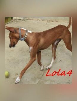 Lola4 herzzerreißende Geschichte 08/24 E - Ruppertsecken