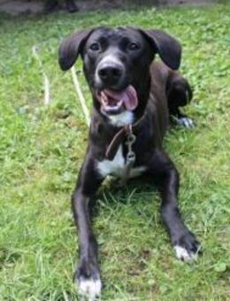Dina, hibbeliges Mädel su. Zuhause - Neuhausen (Spree)