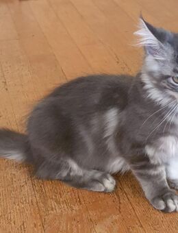 Zuckersüße, reinrassige Maine Coon Kitten suchen ab sofort einen neues Zuhause - Leopoldshöhe